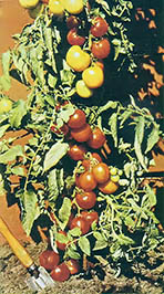 Seed Testing: The Cream of the Crop Image